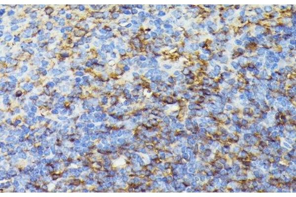 COX15 antibody