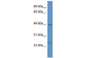 Western Blot showing ASNA1 antibody used at a concentration of 1. (ASNA1 antibody  (C-Term))