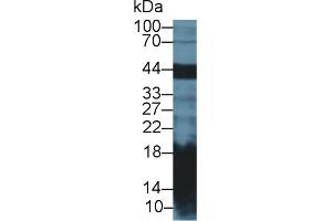 Detection of REG1a in Mouse Pancreas lysate using Polyclonal Antibody to Regenerating Islet Derived Protein 1 Alpha (REG1a) (REG1A antibody  (AA 22-165))