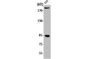 Western Blot analysis of 293 cells using Phospho-IGF-IR (Y1161) Polyclonal Antibody (IGF1R antibody  (pTyr1161))