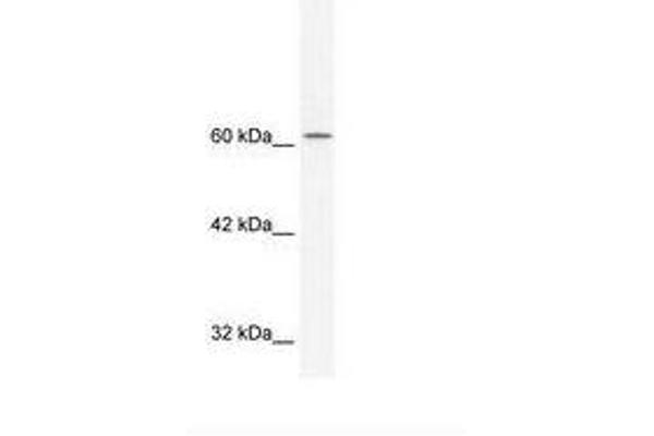 TLE3 antibody  (AA 161-210)