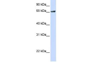 RUFY1 antibody used at 1 ug/ml to detect target protein. (RUFY1 antibody  (C-Term))