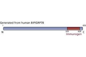 Image no. 1 for anti-Heat Shock 70kDa Protein 5 (Glucose-Regulated Protein, 78kDa) (HSPA5) (AA 525-628) antibody (ABIN968291) (GRP78 antibody  (AA 525-628))