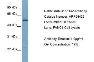 WB Suggested Anti-C1orf142  Antibody Titration: 0. (SNAP47 antibody  (Middle Region))