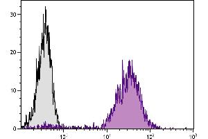 Mouse pre-B cell line 18-81 was stained with Rat Anti-Mouse CD71-PE. (Transferrin Receptor antibody  (PE))