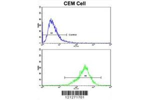 Flow cytometric analysis of CEM cells using TGM4 Antibody (bottom histogram) compared to a negative control cell (top histogram).