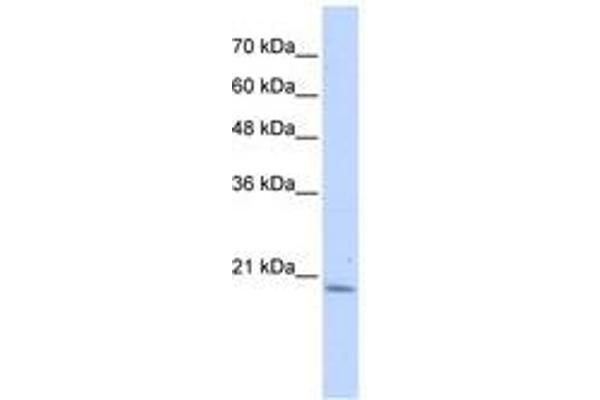 PFDN6 antibody  (N-Term)