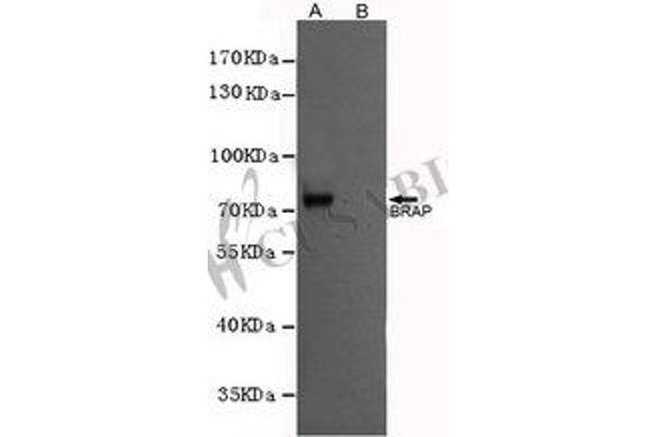 BRAP antibody