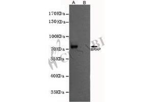 Western blot analysis of extracts from CHO-K1 cells, transfected with a human pFLAG-CMV2-BRAP construct (A) or transfected with a human pFLAG-CMV2 construct (B), using BRAP antibody (1:1000 diluted). (BRAP antibody)