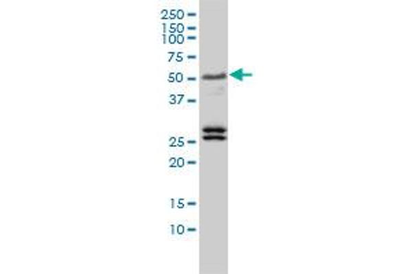 TFEB anticorps  (AA 1-476)