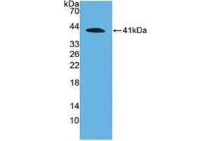 Western blot analysis of recombinant Human C4a. (C4A antibody  (AA 680-756))