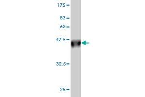 Western Blotting (WB) image for anti-DEAD (Asp-Glu-Ala-Asp) Box Polypeptide 56 (DDX56) (AA 450-547) antibody (ABIN565759)