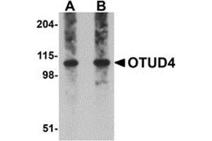 Western Blotting (WB) image for anti-OTU Domain Containing 4 (OTUD4) (C-Term) antibody (ABIN1030565) (OTUD4 antibody  (C-Term))