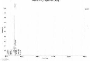Image no. 3 for Galanin (GAL) peptide (Ovalbumin) (ABIN5666182)