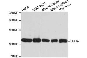 Western blot analysis of extracts of various cell lines, using LGR4 antibody. (LGR4 antibody  (AA 320-540))