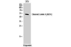 Western Blotting (WB) image for anti-Lamin A/C (LMNA) (Asn231), (cleaved) antibody (ABIN3181810) (Lamin A/C antibody  (Asn231, cleaved))
