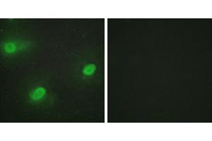 Peptide - +Western blot analysis of extracts from 293 cells. (CSTF2 antibody  (N-Term))