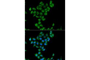 Immunofluorescence analysis of A549 cells using COQ3 antibody (ABIN4903350). (COQ3 antibody)