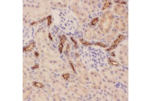 Anti-MUC1 Picoband antibody,  IHC(P): Rat Kidney Tissue