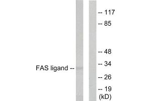 Western blot analysis of extracts from 293 cellls, using FAS ligand antibody. (FASL antibody  (Internal Region))