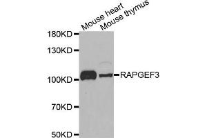 Western blot analysis of extracts of various cell lines, using RAPGEF3 antibody (ABIN5971225) at 1/1000 dilution. (RAPGEF3 antibody)