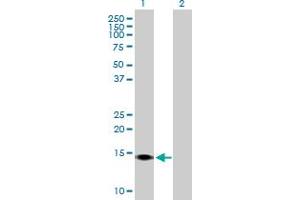 Western Blot analysis of SUMO4 expression in transfected 293T cell line by SUMO4 MaxPab polyclonal antibody. (SUMO4 antibody  (AA 1-95))