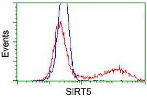 Image no. 2 for anti-Sirtuin 5 (SIRT5) antibody (ABIN1500934) (SIRT5 antibody)
