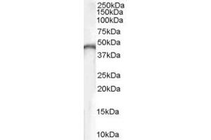Western Blotting (WB) image for anti-Creatine Kinase, Brain (CKB) (AA 101-114) antibody (ABIN296835) (CKB antibody  (AA 101-114))