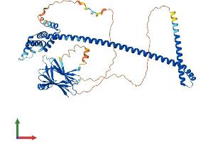 AlphaFold protein structure predicition of Human Recombinant ACBD3 Protein, UniprotID Q9H3P7 (ACBD3 Protein (AA 1-528) (His tag))