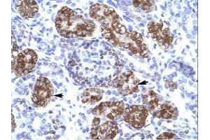 Image no. 1 for anti-Zinc Finger Homeobox 2 (ZFHX2) (AA 544-593) antibody (ABIN6736036) (ZFHX2 antibody  (AA 544-593))