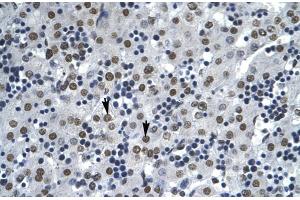 Human Liver (AATF antibody  (N-Term))