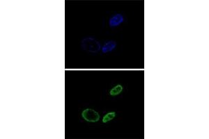 Confocal immunofluorescent analysis of NR0B2 Antibody (Center)(Cat#AP52928PU-N) with HepG2 cell followed by Alexa Fluor® 488-conjugated goat anti-rabbit lgG (green). (NR0B2 antibody  (Middle Region))