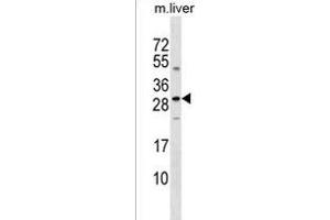 SOST Antibody (N-term) (ABIN1539331 and ABIN2849012) western blot analysis in mouse liver tissue lysates (35 μg/lane). (Sclerostin antibody  (N-Term))