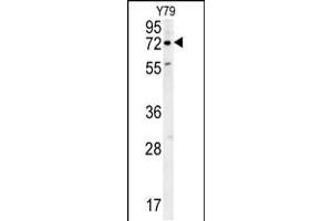 Western blot analysis in Y79 cell line lysates (35ug/lane). (RFT1 antibody  (C-Term))