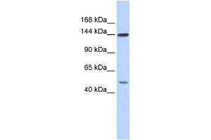 WB Suggested Anti-SF3B1 Antibody Titration:  0. (SF3B1 antibody  (N-Term))