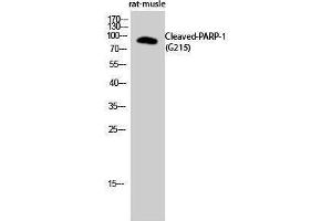 Western Blotting (WB) image for anti-Poly (ADP-Ribose) Polymerase 1 (PARP1) (cleaved), (Gly215) antibody (ABIN3181825) (PARP1 antibody  (cleaved, Gly215))