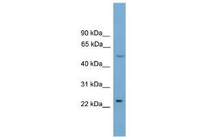 WB Suggested Anti-Klf4 Antibody Titration:  0. (KLF4 antibody  (Middle Region))