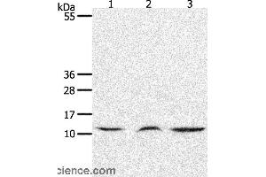 Western blot analysis of Mouse lung and thymus tissue, human fetal muscle tissue, using CCL17 Polyclonal Antibody at dilution of 1:1300