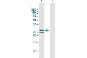 Western Blot analysis of TFAM expression in transfected 293T cell line by TFAM MaxPab polyclonal antibody. (TFAM antibody  (AA 1-246))