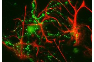 Indirect immunofluorescence labeling of cultured rat astrocytes and hippocampus neurons with anti-GFAP (red; dilution 1 : 1000) and anti-synaptophysin (green; cat. (GFAP antibody)