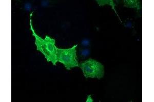 Anti-PDE2A mouse monoclonal antibody (ABIN2454426) immunofluorescent staining of COS7 cells transiently transfected by pCMV6-ENTRY PDE2A (RC207219). (PDE2A antibody)