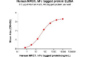 ELISA plate pre-coated by 2 μg/mL (100 μL/well) Human HER3, His tagged protein (ABIN6961140) can bind Human NRG1, hFc tagged protein(ABIN6964402) in a linear range of 3.