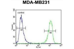 Flow cytometric analysis of MDA-MB231 cells using CBY1 Antibody (C-term) Cat. (CBY1/PGEA1 antibody  (C-Term))