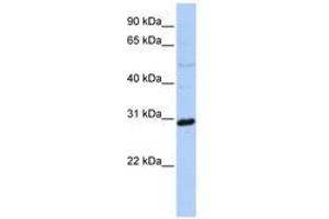 Image no. 1 for anti-Metaxin 2 (MTX2) (N-Term) antibody (ABIN6741112) (MTX2 antibody  (N-Term))