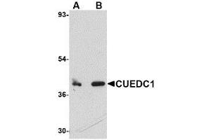 Image no. 1 for anti-CUE Domain Containing 1 (CUEDC1) (C-Term) antibody (ABIN341676) (CUEDC1 antibody  (C-Term))