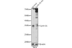 Western blot analysis of extracts from normal (control) and Cyclin D1 knockout (KO) HeLa cells, using Cyclin D1 antibody  at 1:1000 dilution. (Cyclin D1 antibody  (C-Term))
