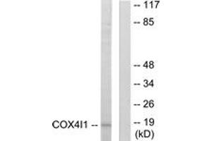 Western blot analysis of extracts from A549 cells, using COX41 Antibody.