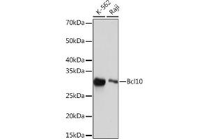 Western blot analysis of extracts of various cell lines, using Bcl10 Rabbit mAb (ABIN1679062, ABIN3019009, ABIN3019010 and ABIN7101699) at 1:1000 dilution. (BCL10 antibody)