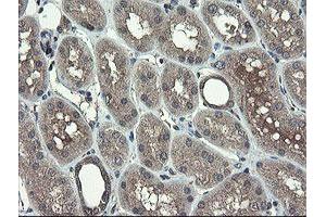 Image no. 2 for anti-TSC22 Domain Family, Member 1 (TSC22D1) antibody (ABIN1501535) (TSC22D1 antibody)