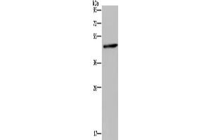 Western Blotting (WB) image for anti-Homer Homolog 1 (HOMER1) antibody (ABIN2430237) (HOMER1 antibody)